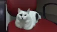 Amora