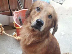 Cachorro raça setter irlandês idade 2 anos nome Lupe