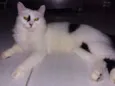 Amora