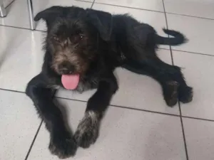 Cachorro raça  idade 7 a 11 meses nome Tyson
