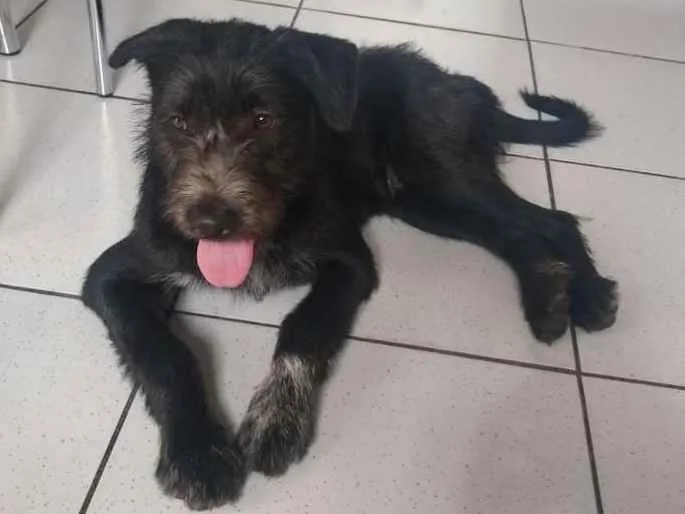 Cachorro ra a  idade 7 a 11 meses nome Tyson