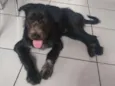 Tyson