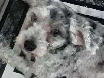 Cachorro ra a Poodle  idade 2 anos nome Bidu