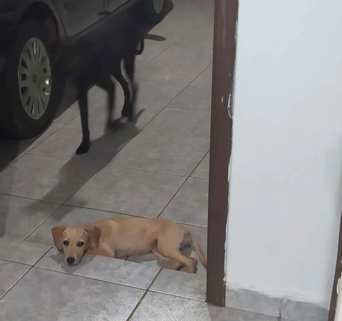 Cachorro ra a SRD idade 2 a 6 meses nome Dakota