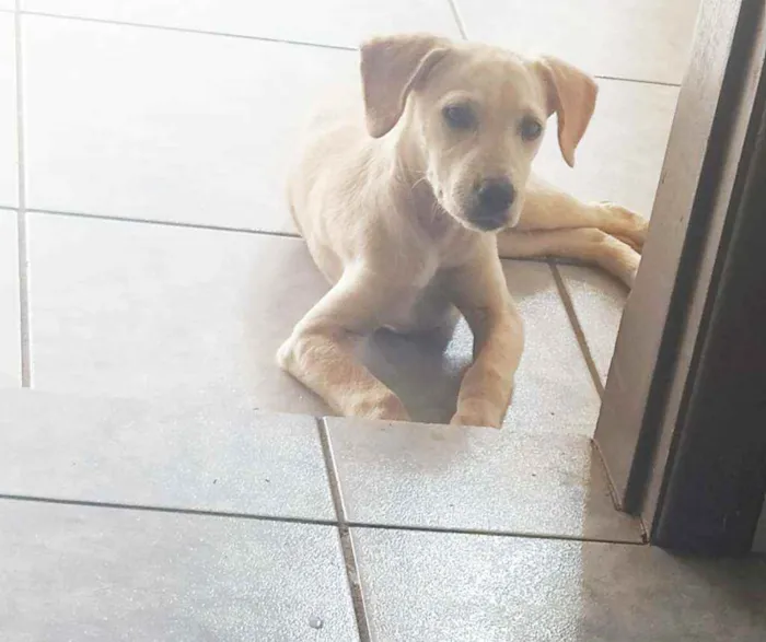 Cachorro ra a SRD idade 2 a 6 meses nome Dakota
