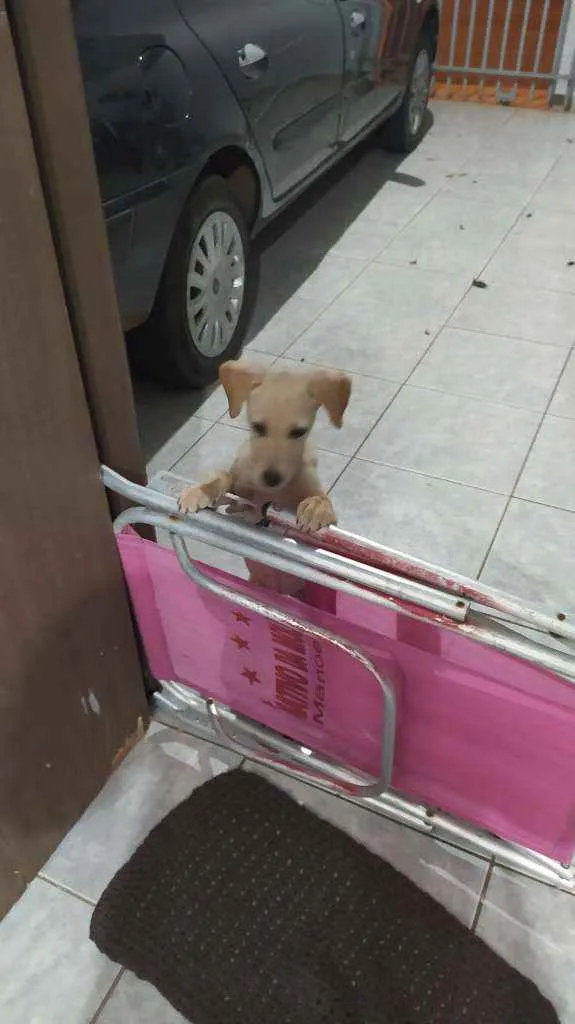 Cachorro ra a SRD idade 2 a 6 meses nome Dakota