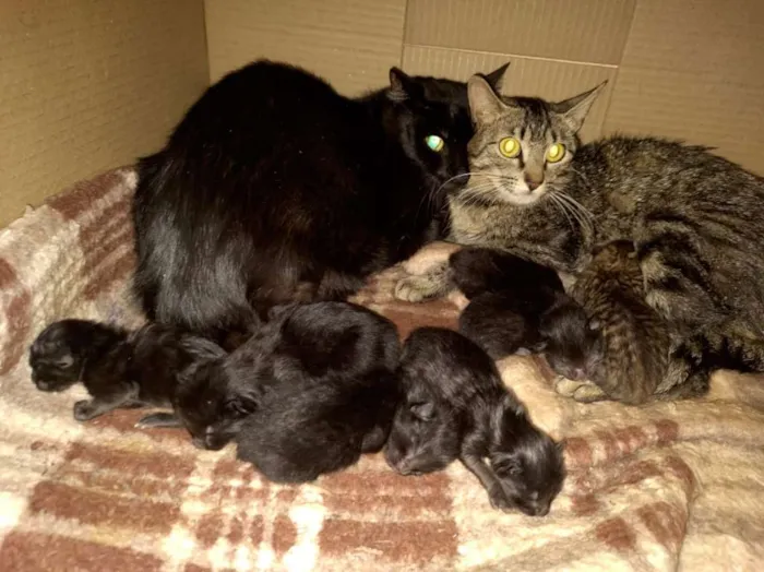 Gato raça SRD-ViraLata idade Abaixo de 2 meses nome Sem nome