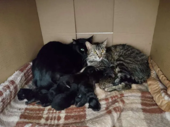 Gato raça SRD-ViraLata idade Abaixo de 2 meses nome Sem nome
