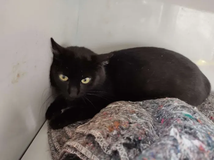 Gato raça SRD-ViraLata idade Abaixo de 2 meses nome Sem nome