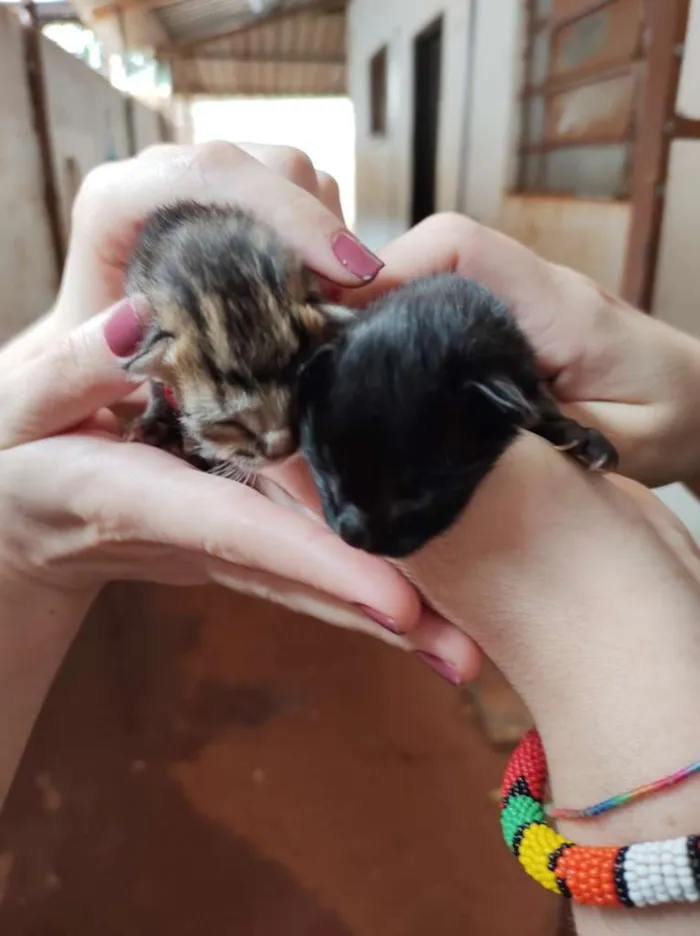 Gato raça SRD-ViraLata idade Abaixo de 2 meses nome Sem nome