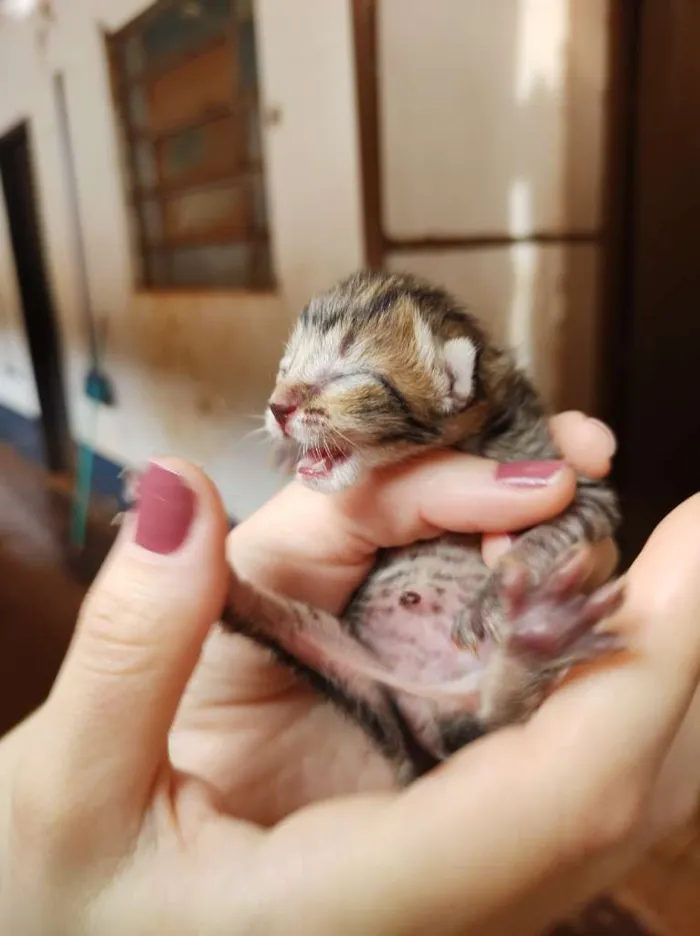 Gato raça SRD-ViraLata idade Abaixo de 2 meses nome Sem nome