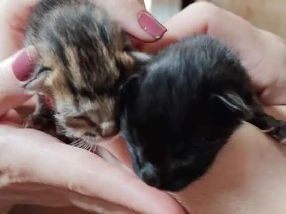 Gato raça SRD-ViraLata idade Abaixo de 2 meses nome Sem nome