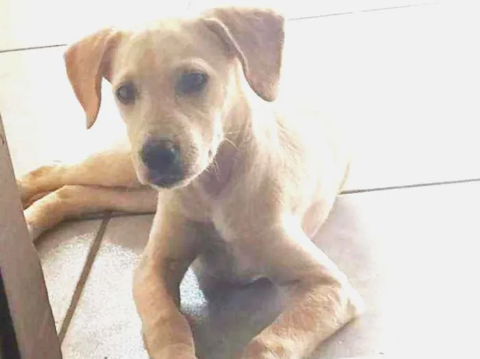 Cachorro ra a SRD idade 2 a 6 meses nome Dakota