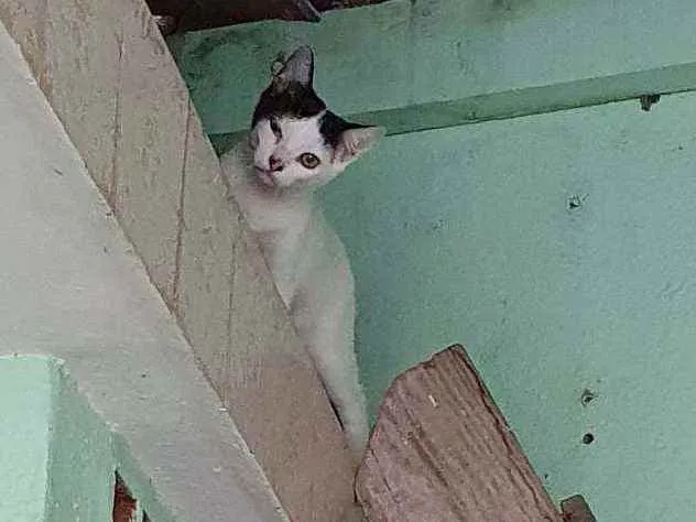 Gato ra a  idade 2 a 6 meses nome Gatinho