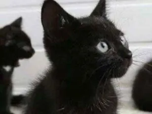 Gato raça SRD idade 2 a 6 meses nome Samantha 