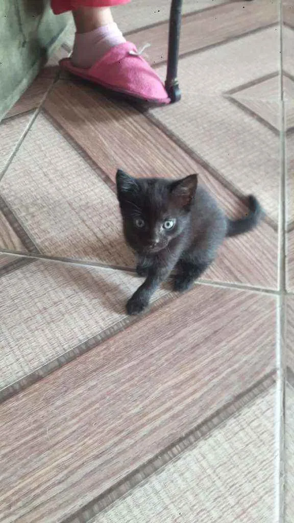 Gato raça Indefinida idade Abaixo de 2 meses nome Sem nome