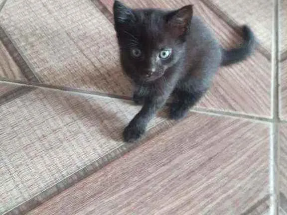 Gato raça Indefinida idade Abaixo de 2 meses nome Sem nome