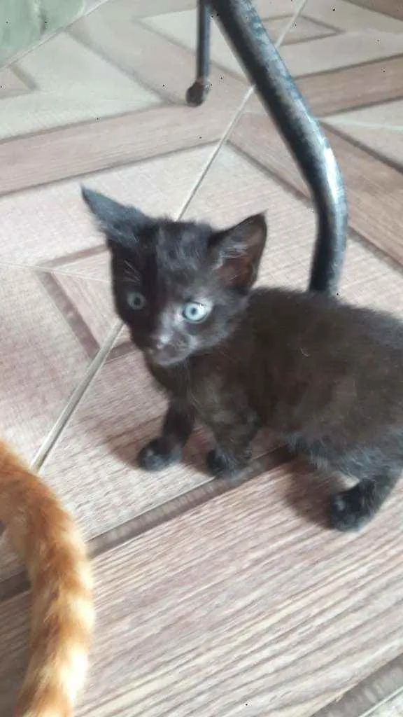 Gato raça Indefinida idade Abaixo de 2 meses nome Sem nome