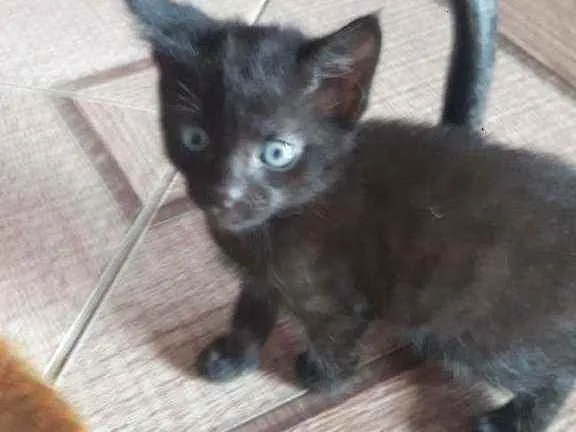 Gato raça Indefinida idade Abaixo de 2 meses nome Sem nome