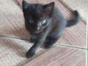 Gato raça Indefinida idade Abaixo de 2 meses nome Sem nome
