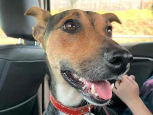 Cachorro raça Vira Lata idade 2 anos nome Gaya