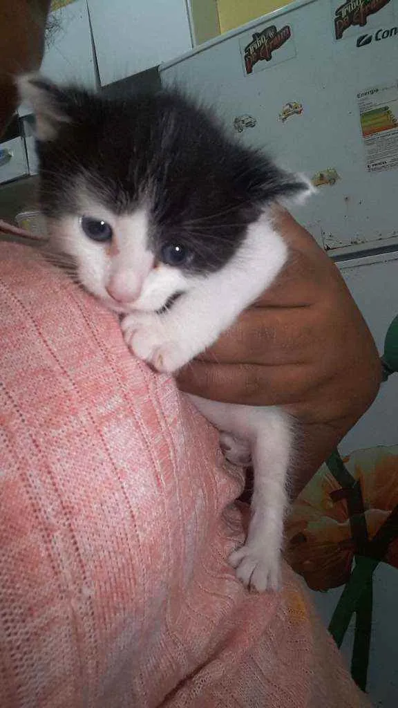 Gato ra a Siamês  idade Abaixo de 2 meses nome Miuki 