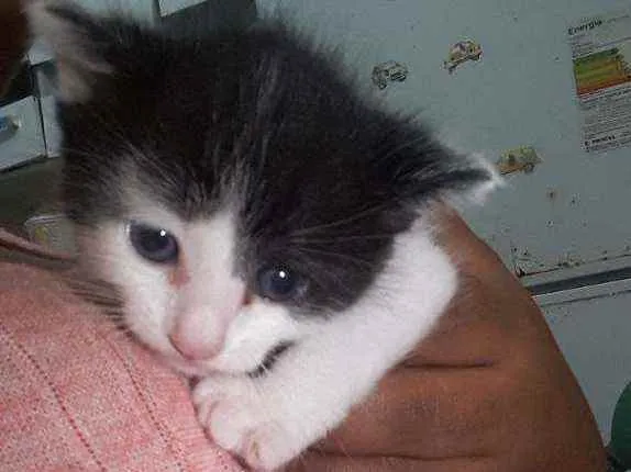 Gato ra a Siamês  idade Abaixo de 2 meses nome Miuki 