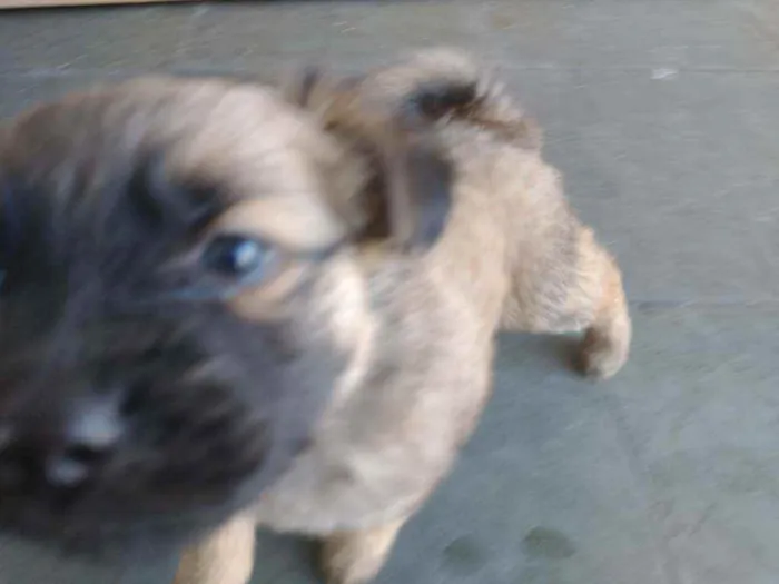 Cachorro ra a Pastor alemão com RND idade 2 a 6 meses nome Sem nome