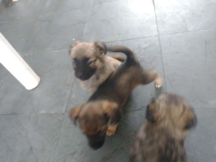 Cachorro ra a Pastor alemão com RND idade 2 a 6 meses nome Sem nome
