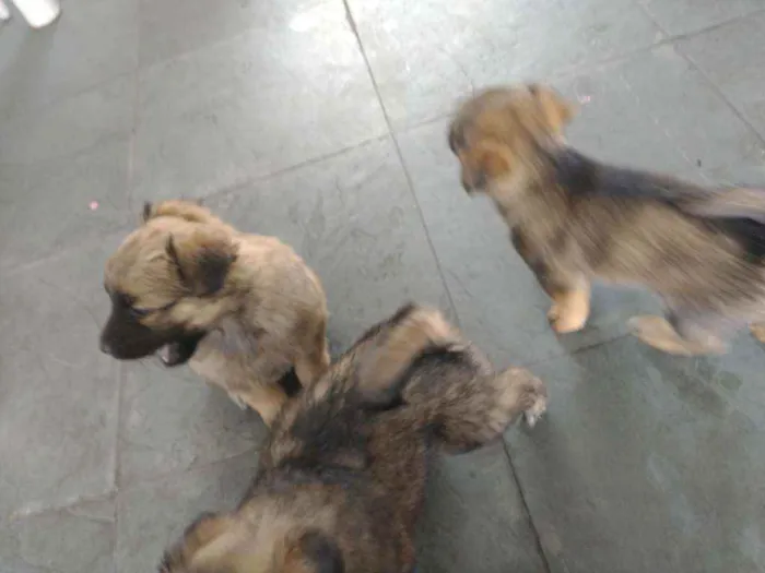 Cachorro ra a Pastor alemão com RND idade 2 a 6 meses nome Sem nome