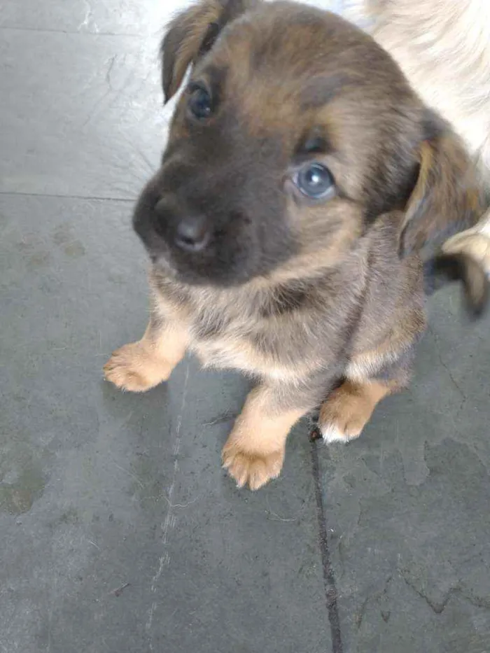 Cachorro ra a Pastor alemão com RND idade 2 a 6 meses nome Sem nome