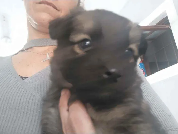 Cachorro ra a Pastor alemão com RND idade 2 a 6 meses nome Sem nome
