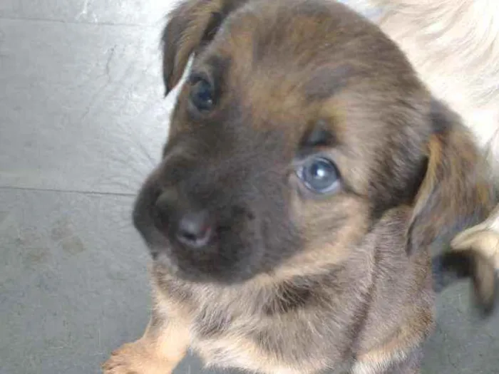 Cachorro ra a Pastor alemão com RND idade 2 a 6 meses nome Sem nome