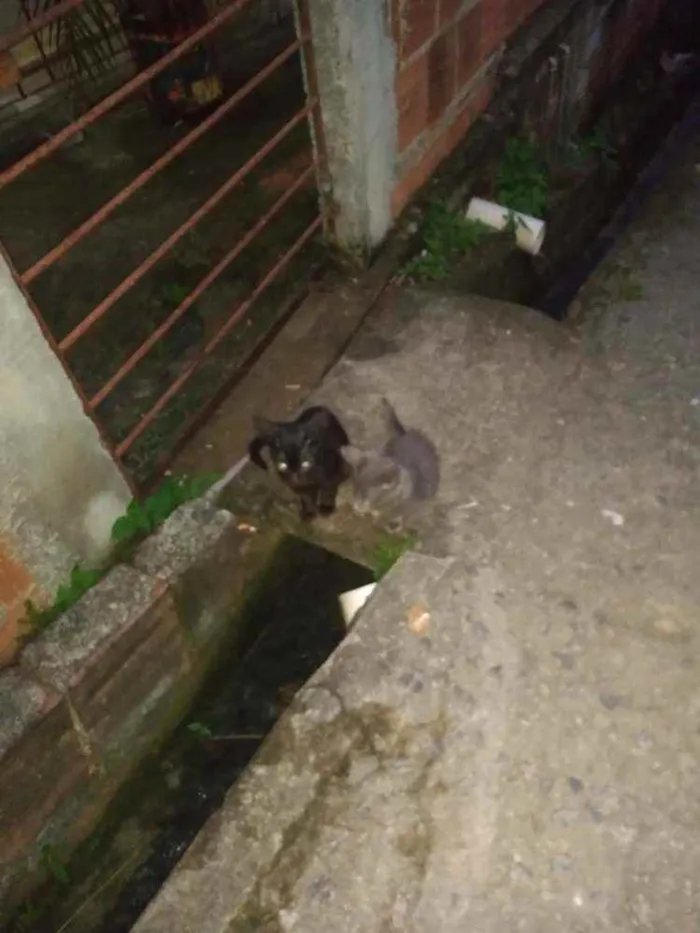 Gato ra a Não sei.  idade 2 a 6 meses nome Não sei. 