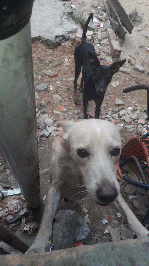 Cachorro raça Sem raça idade 4 anos nome Marley ou branquinho