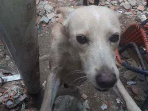 Cachorro raça Sem raça idade 4 anos nome Marley ou branquinho