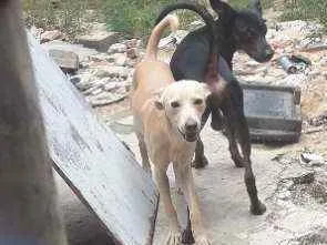Cachorro raça Sem raça idade 4 anos nome Marley ou branquinho