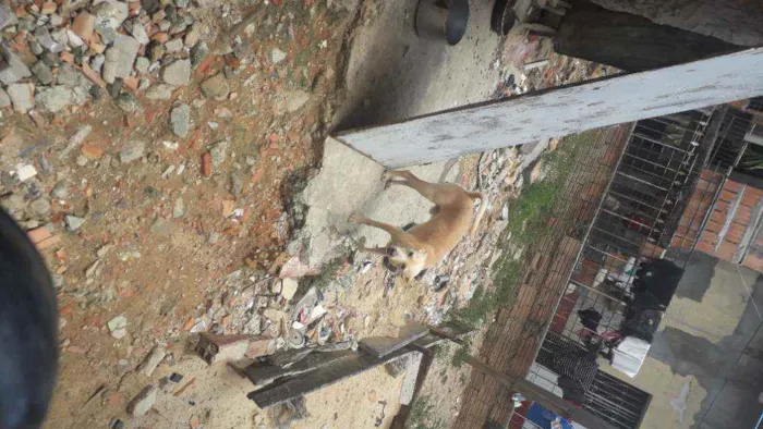 Cachorro raça Sem raça idade 4 anos nome Marley ou branquinho