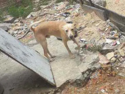 Cachorro raça Sem raça idade 4 anos nome Marley ou branquinho