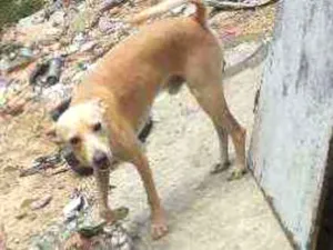Cachorro raça Sem raça idade 4 anos nome Marley ou branquinho