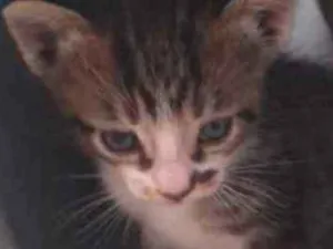 Gato raça SRD idade Abaixo de 2 meses nome Sem nome ainda