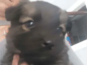 Cachorro raça Pastor alemão com RND idade 2 a 6 meses nome Sem nome
