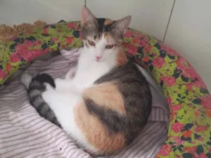 Gato raça SRD idade 7 a 11 meses nome Mia