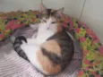 Mia
