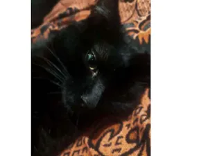 Gato raça SRD idade 1 ano nome Fumaça