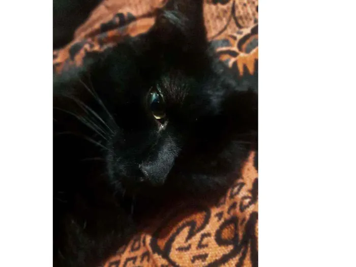 Gato ra a SRD idade 1 ano nome Fumaça