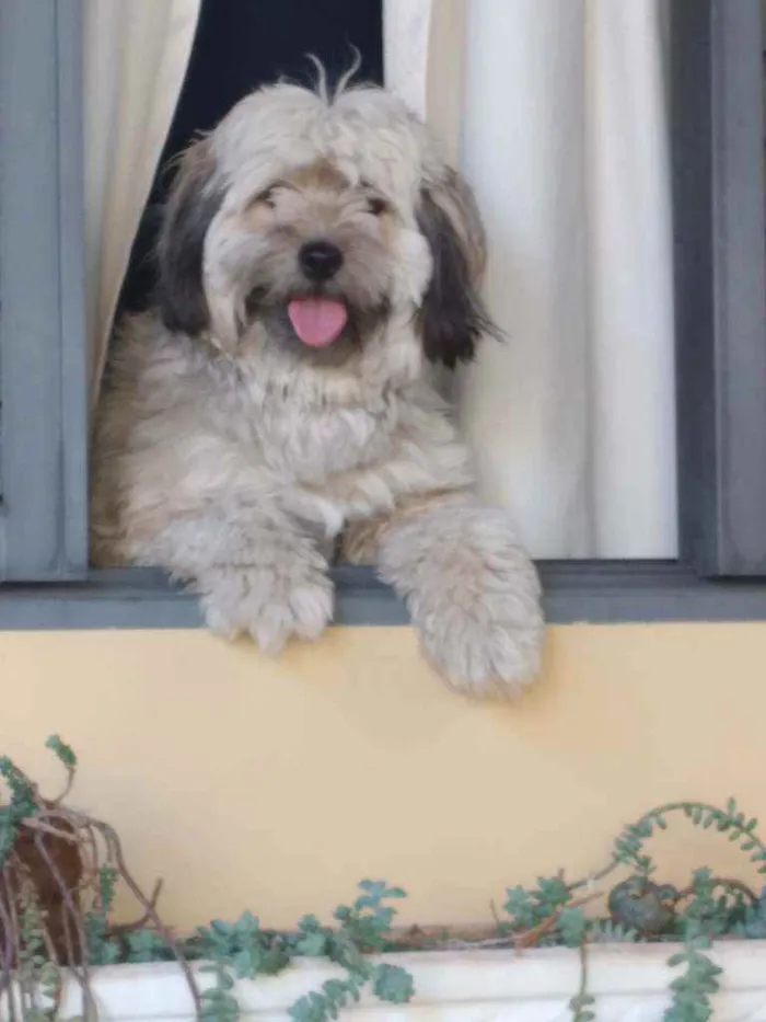 Cachorro raça Shitzu/podlee idade 1 ano nome Curica