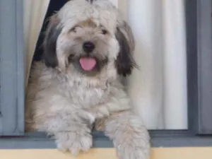Cachorro raça Shitzu/podlee idade 1 ano nome Curica