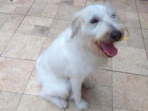 Cachorro raça Viralata idade 3 anos nome Toby