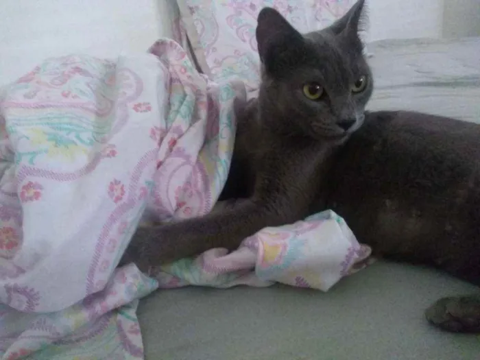 Gato ra a SRD idade 1 ano nome Pantera